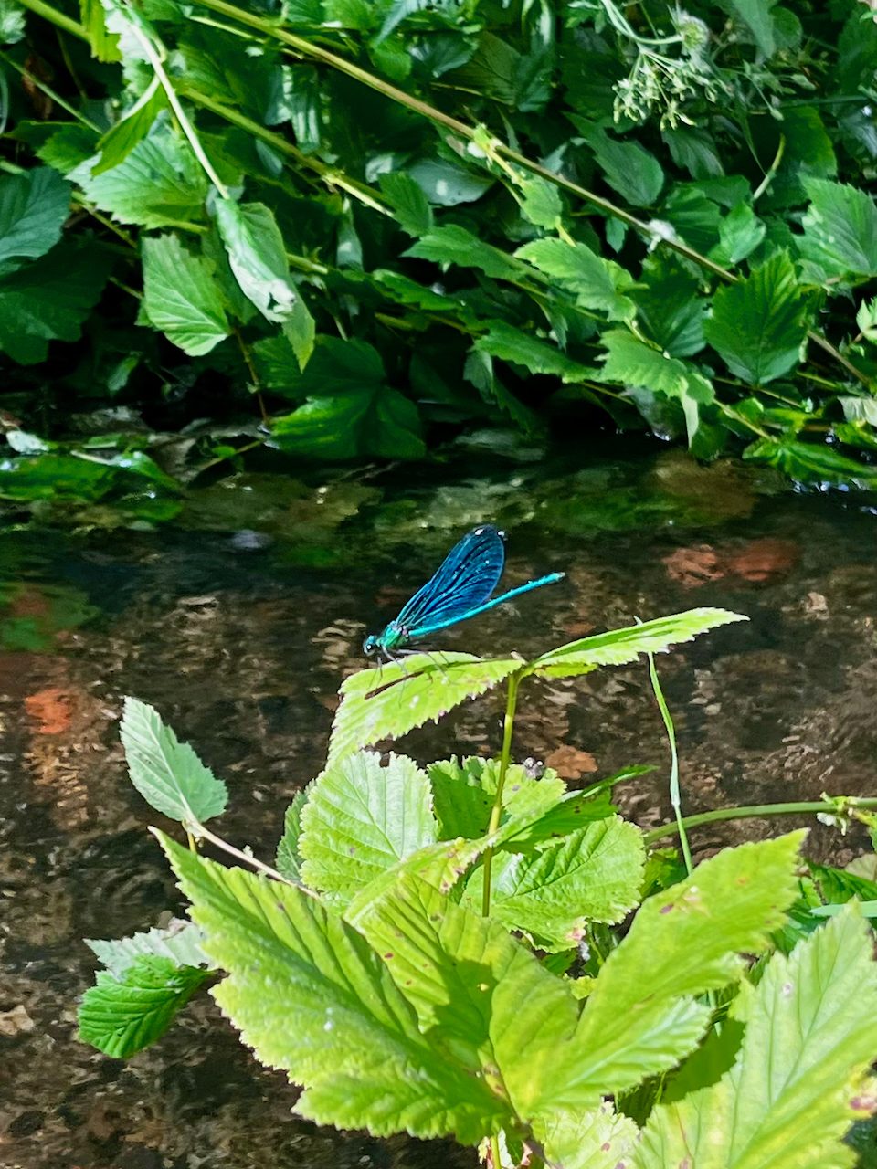 Calopteryx virgo - très présent au printemps et en été