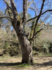 Arbre d'arrivée sur le site